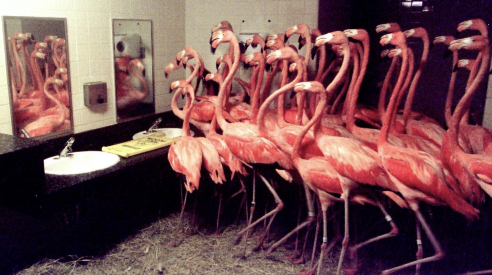 flamingos in bathroom during hurricane