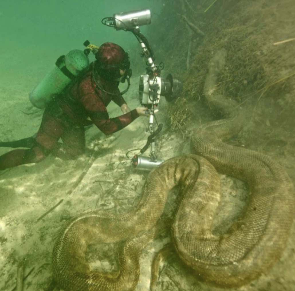 giant river anaconda