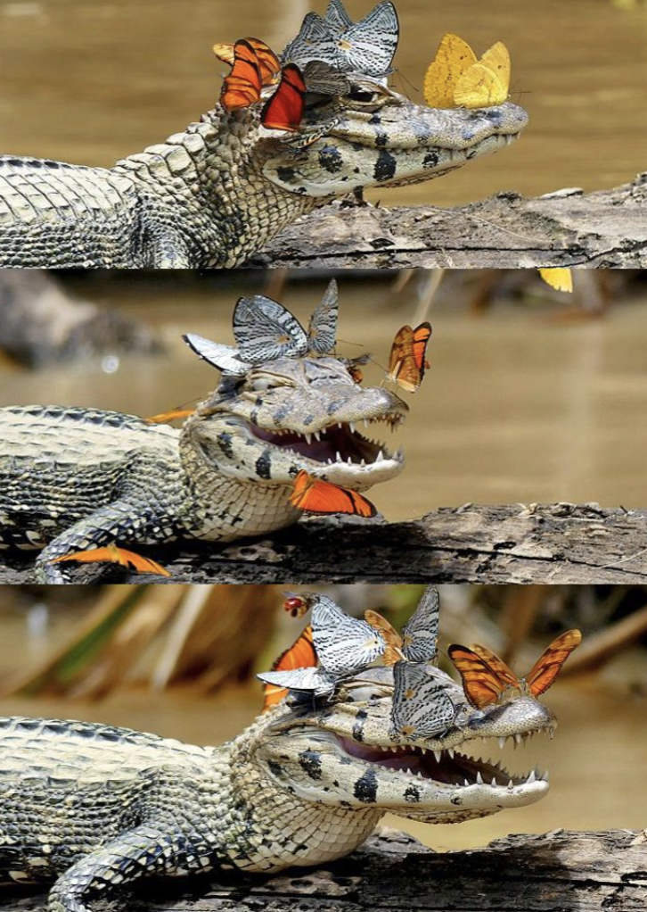 butterflies on crocodiles