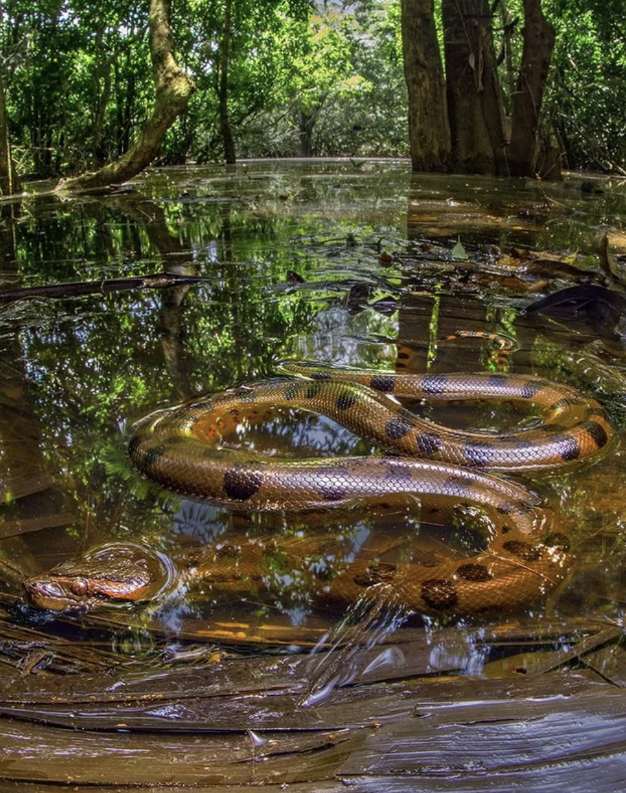 anaconda habitat naturel