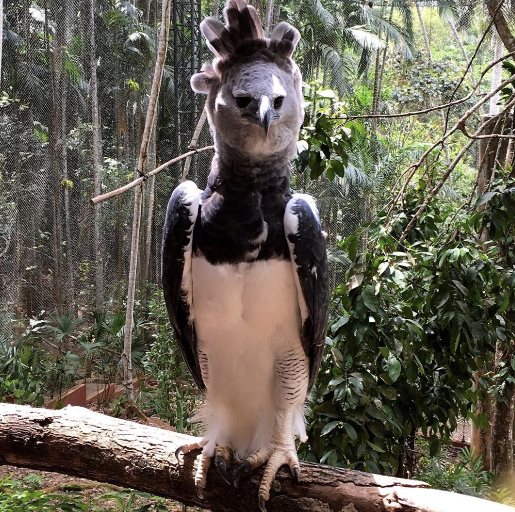 harpy eagle size