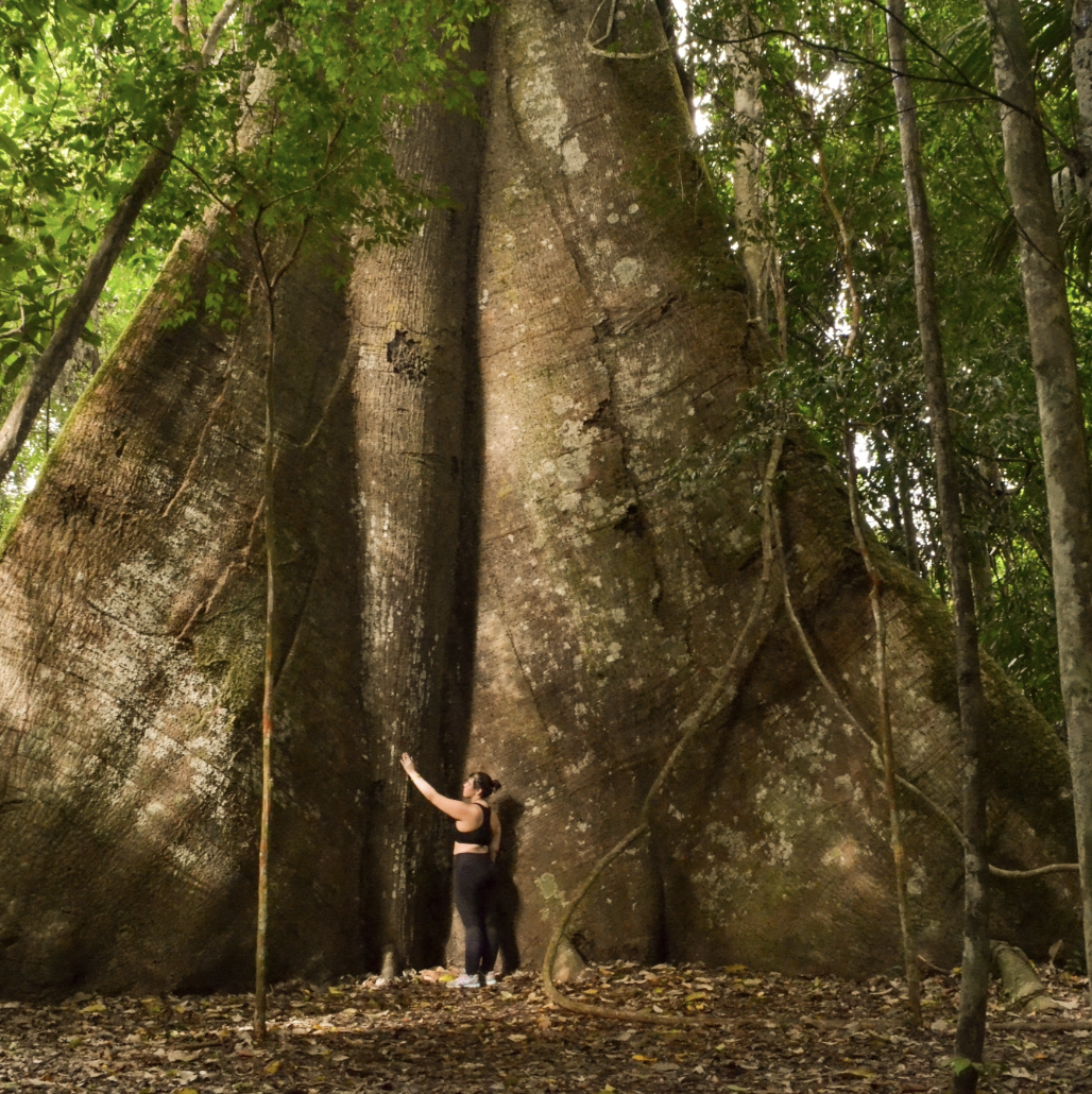 Sumauma, the biggest type of tree in the Amazon.