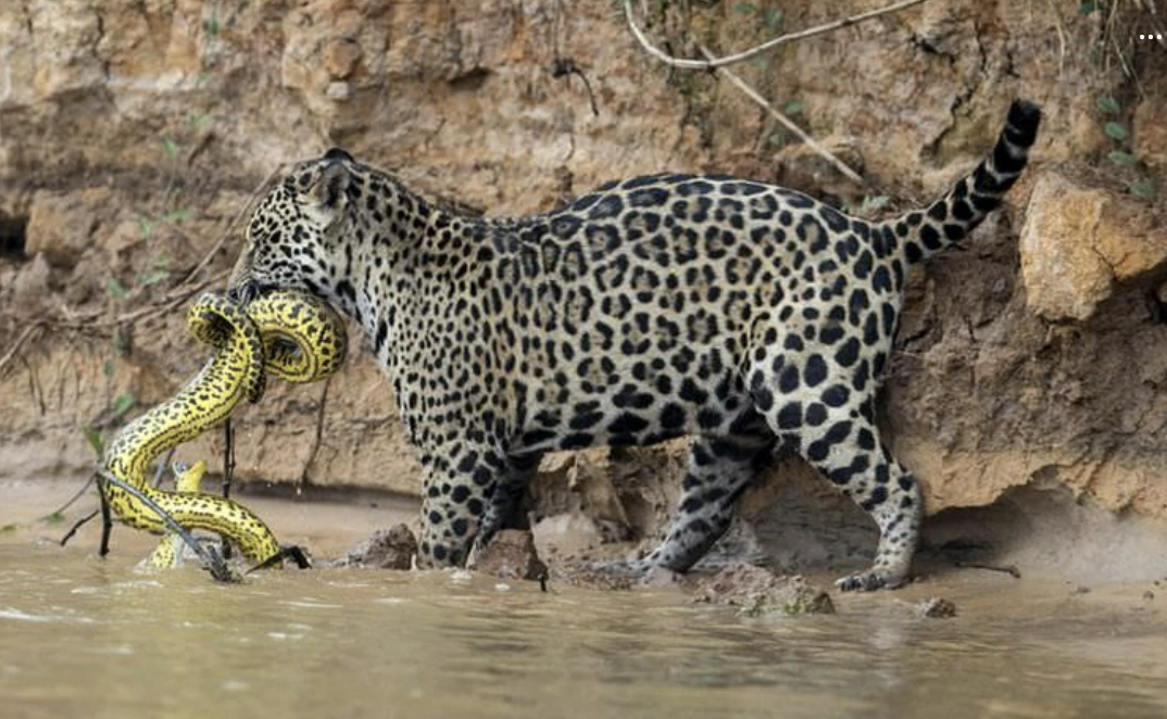 jaguars hunting - 2