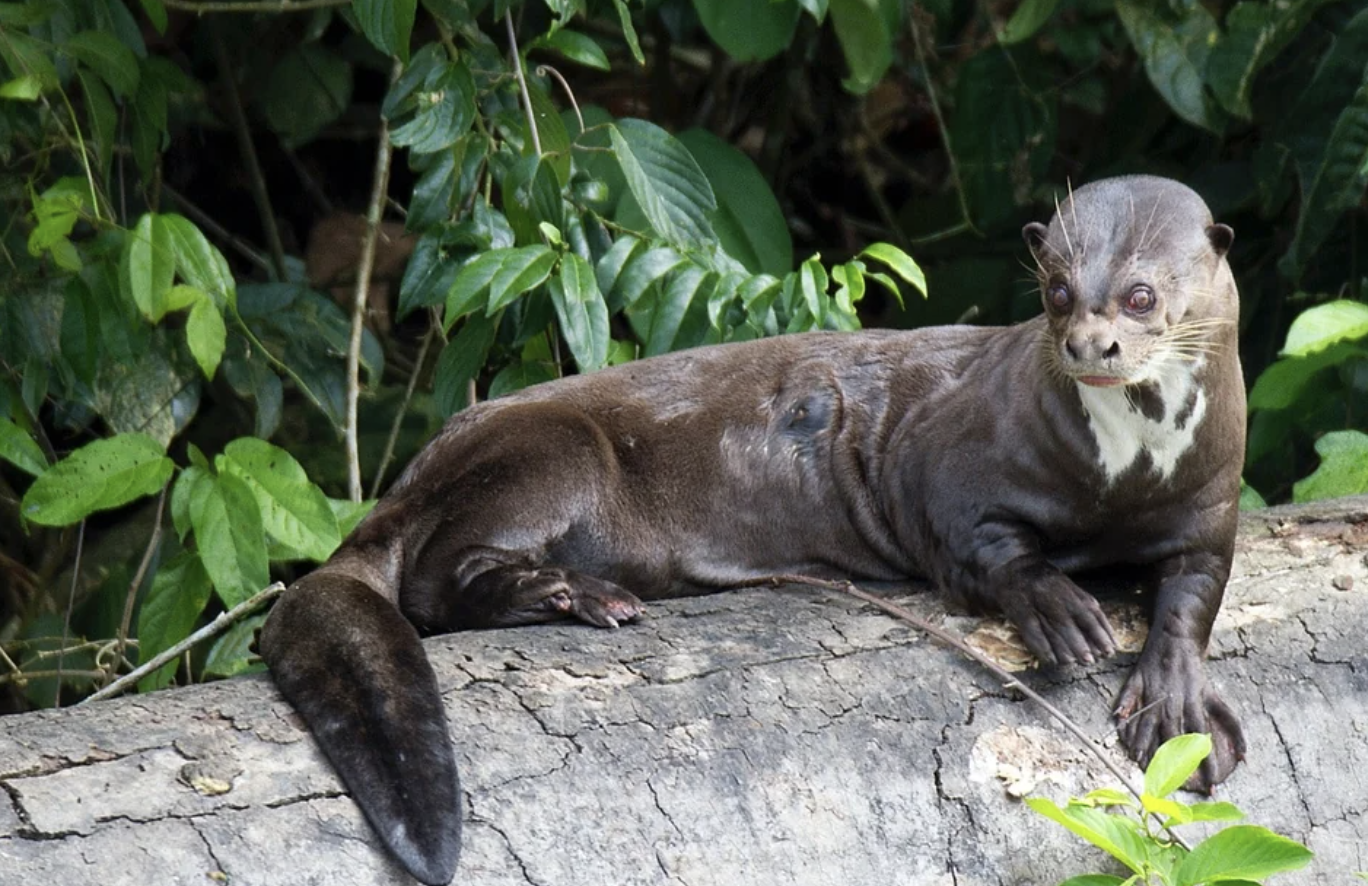 giant river otter