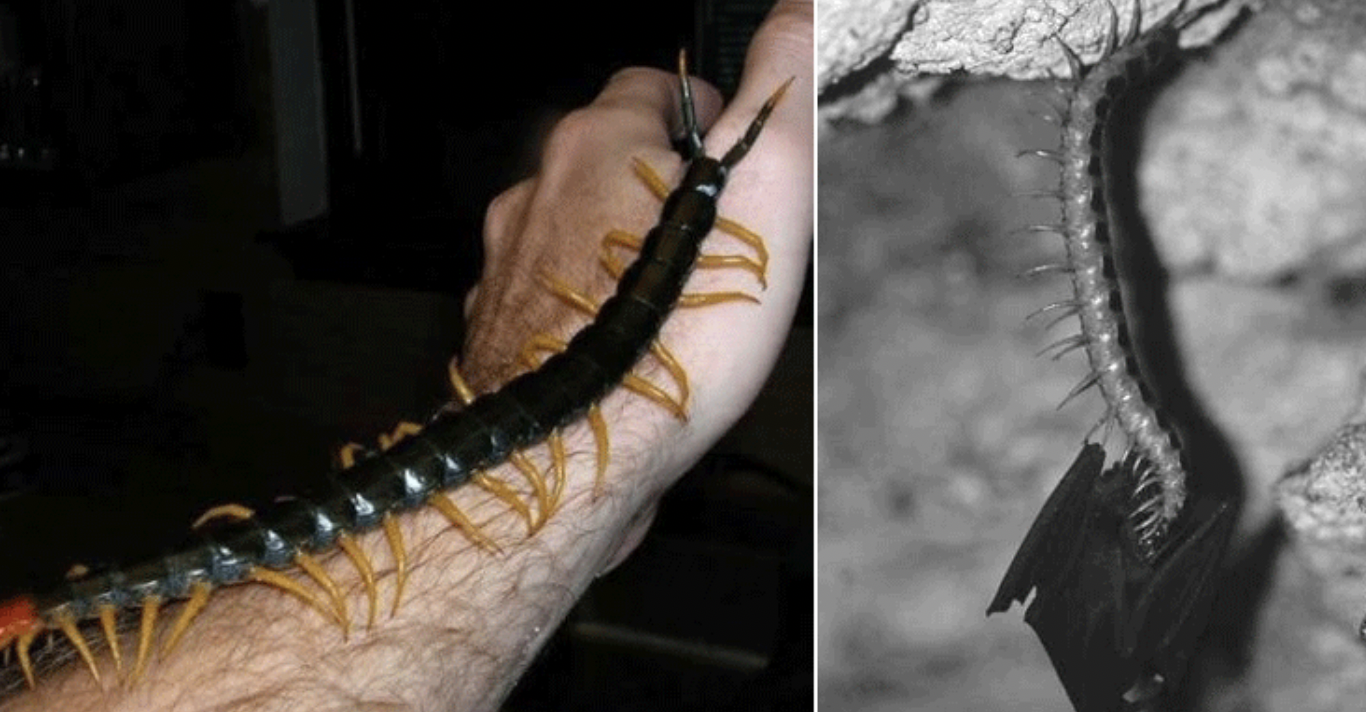 centipedes in turkey