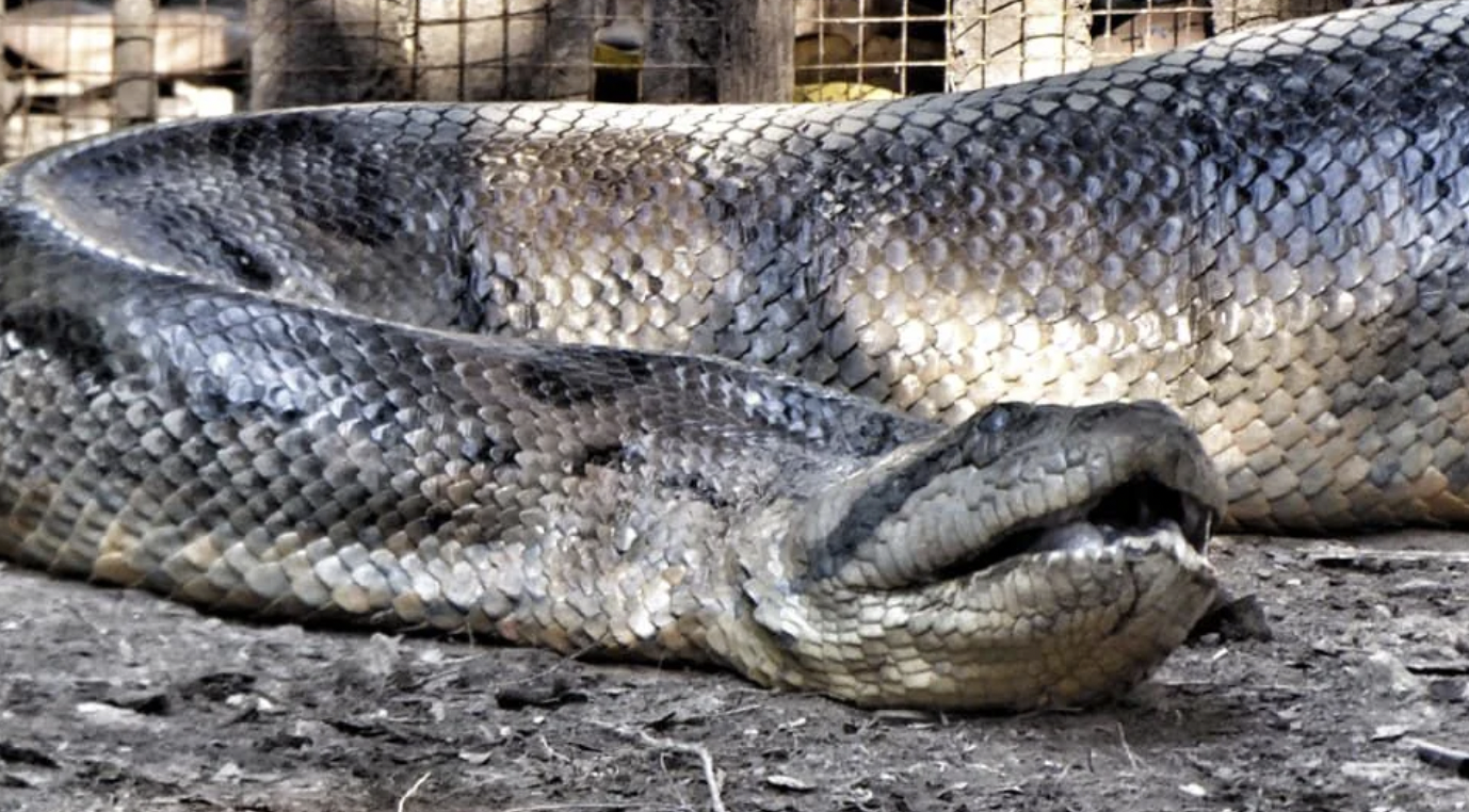 nile crocodile