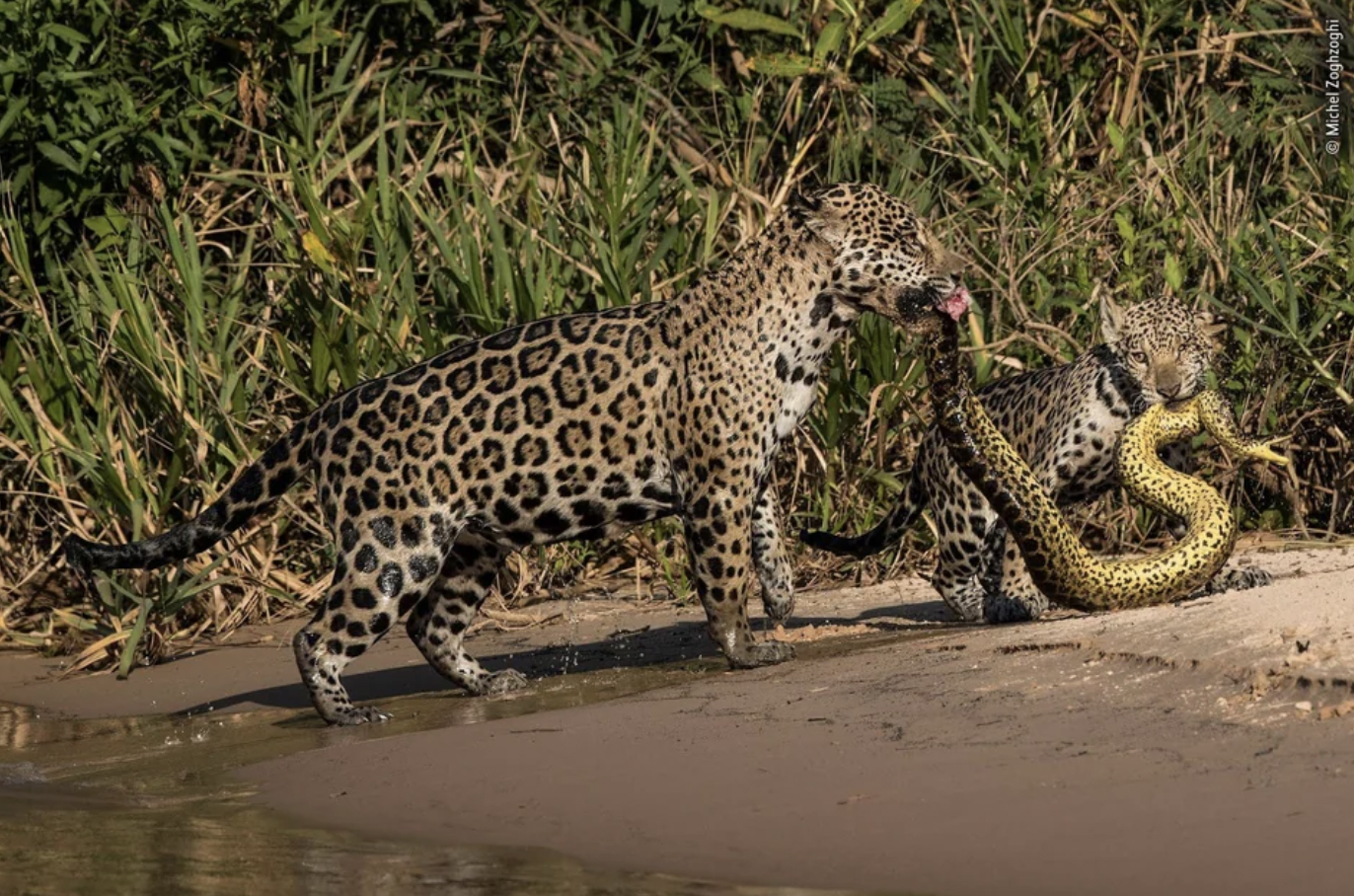 costa rica jaguar