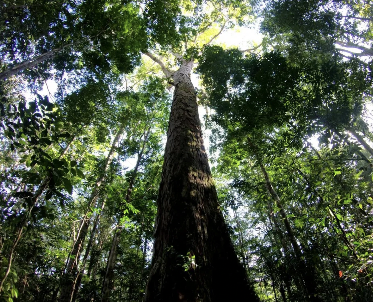 tallest tree in the amazon rainforest