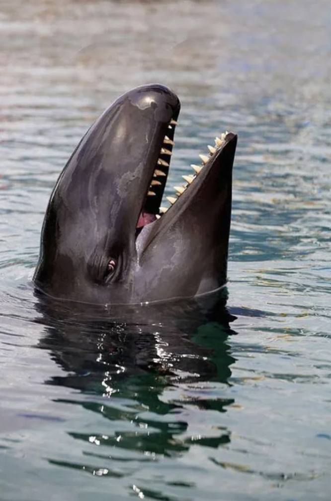 false killer whale