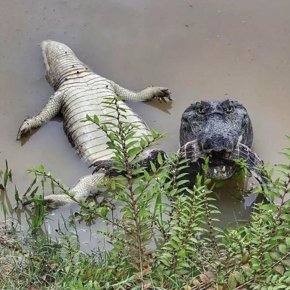 Crocodiles