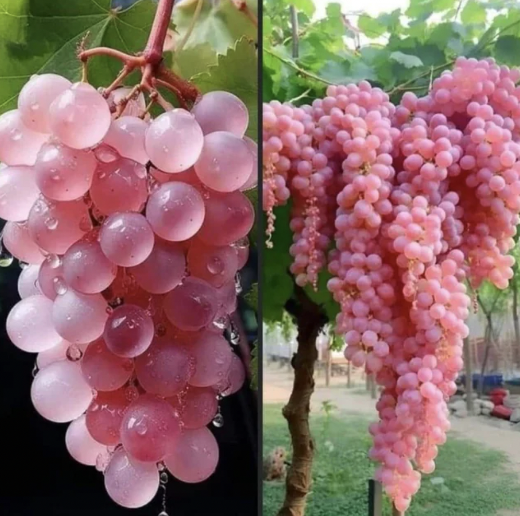 pink grapes japan