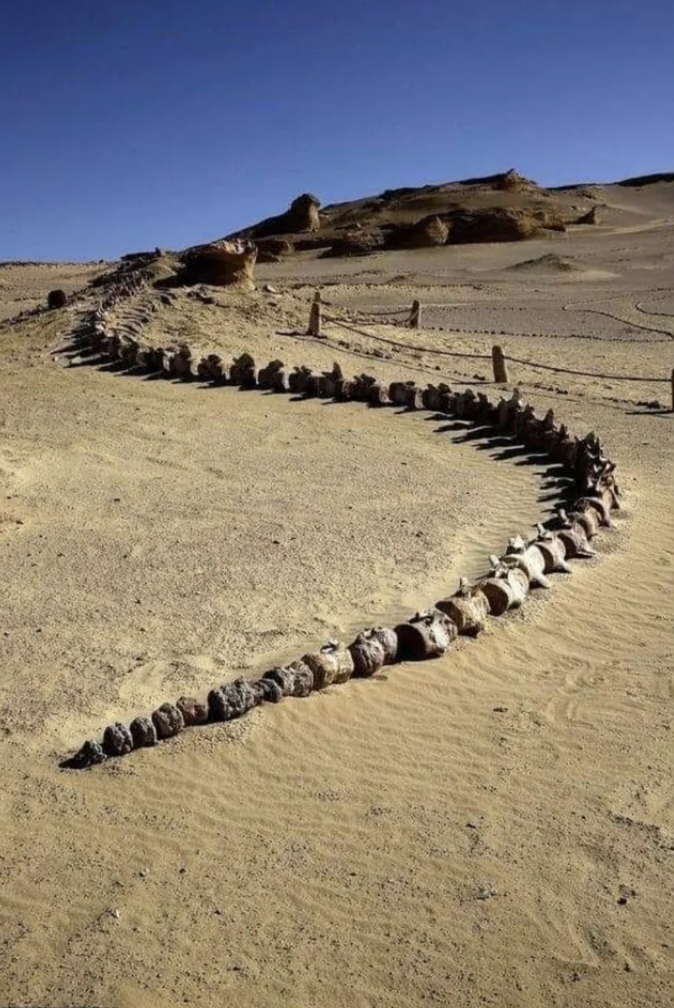 fayoum whales