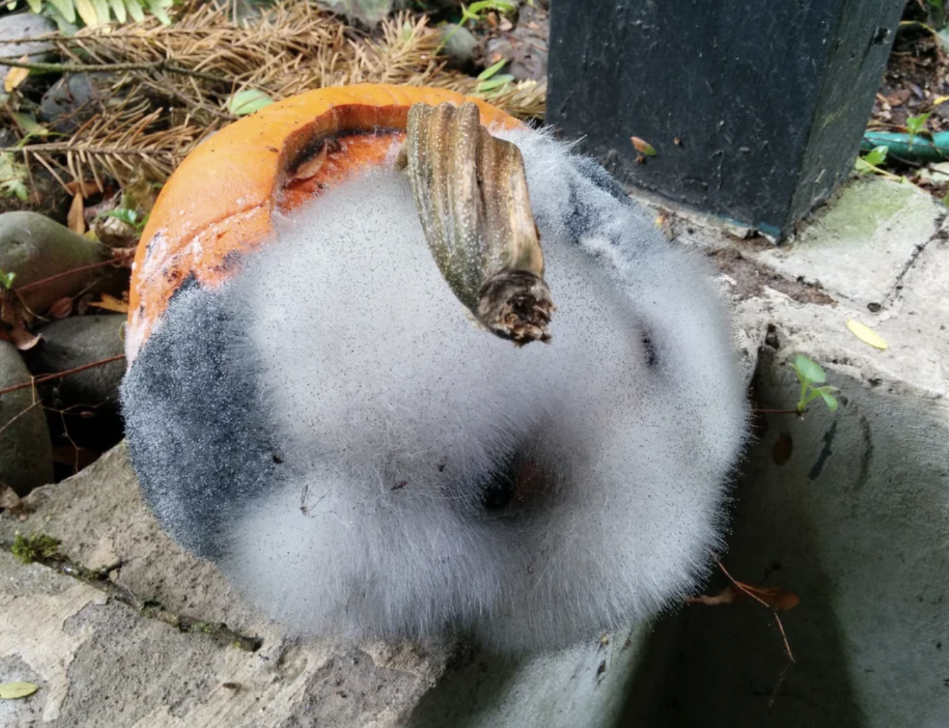 angora rabbit