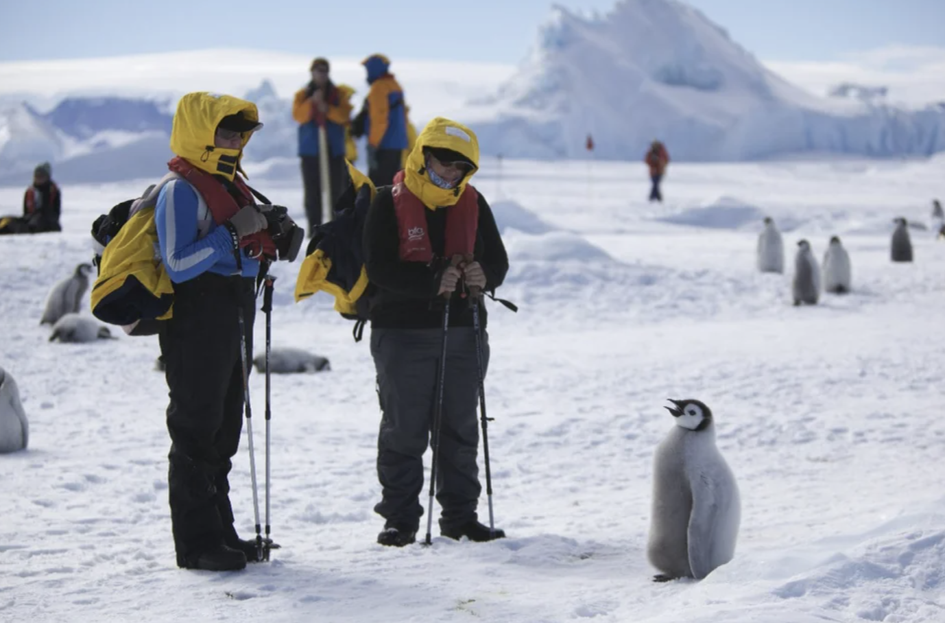 happy feet humans