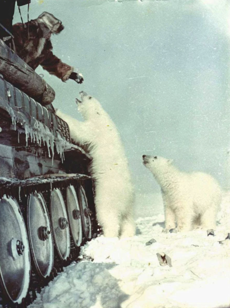 soviet feeding polar bear