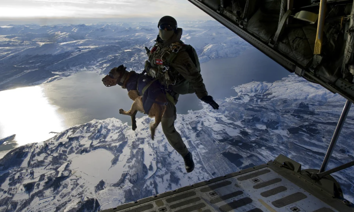 dog parachute jump