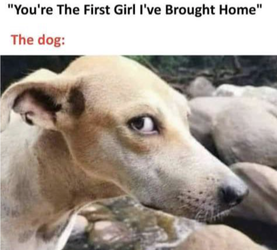 dog that doesn t believe you meme -