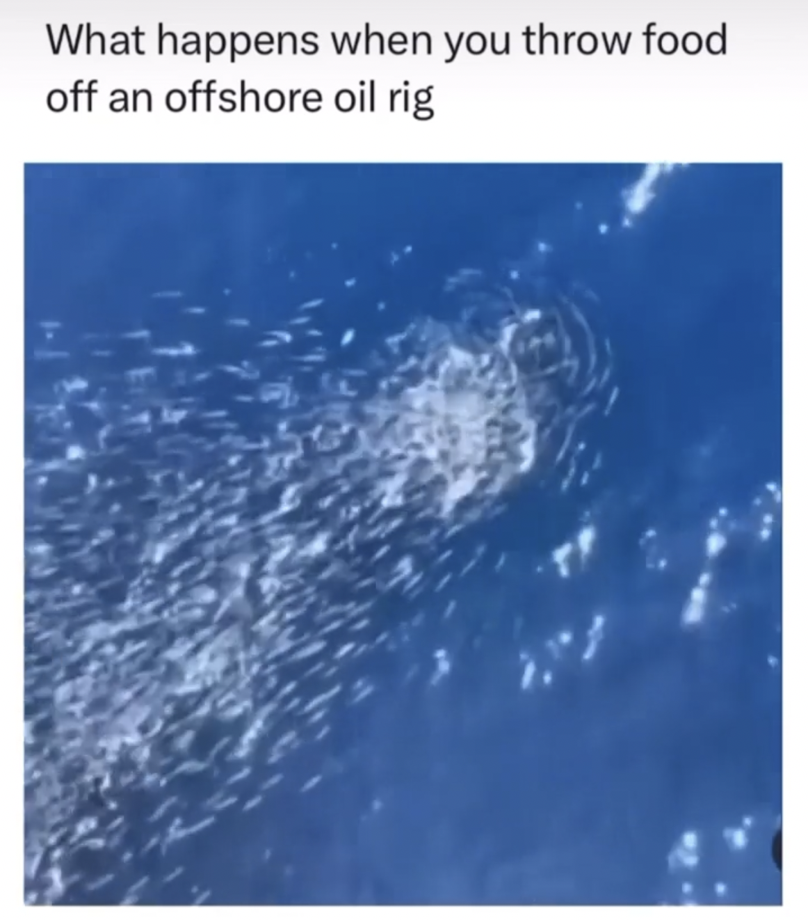 sea - What happens when you throw food off an offshore oil rig