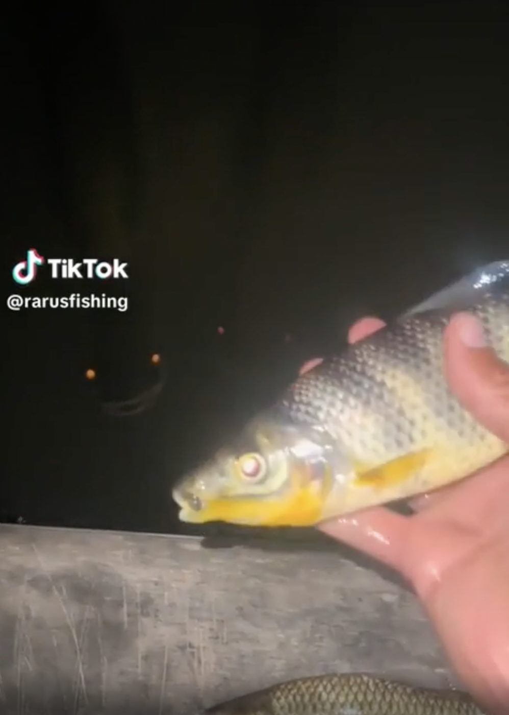 arapaima smiling - TikTok