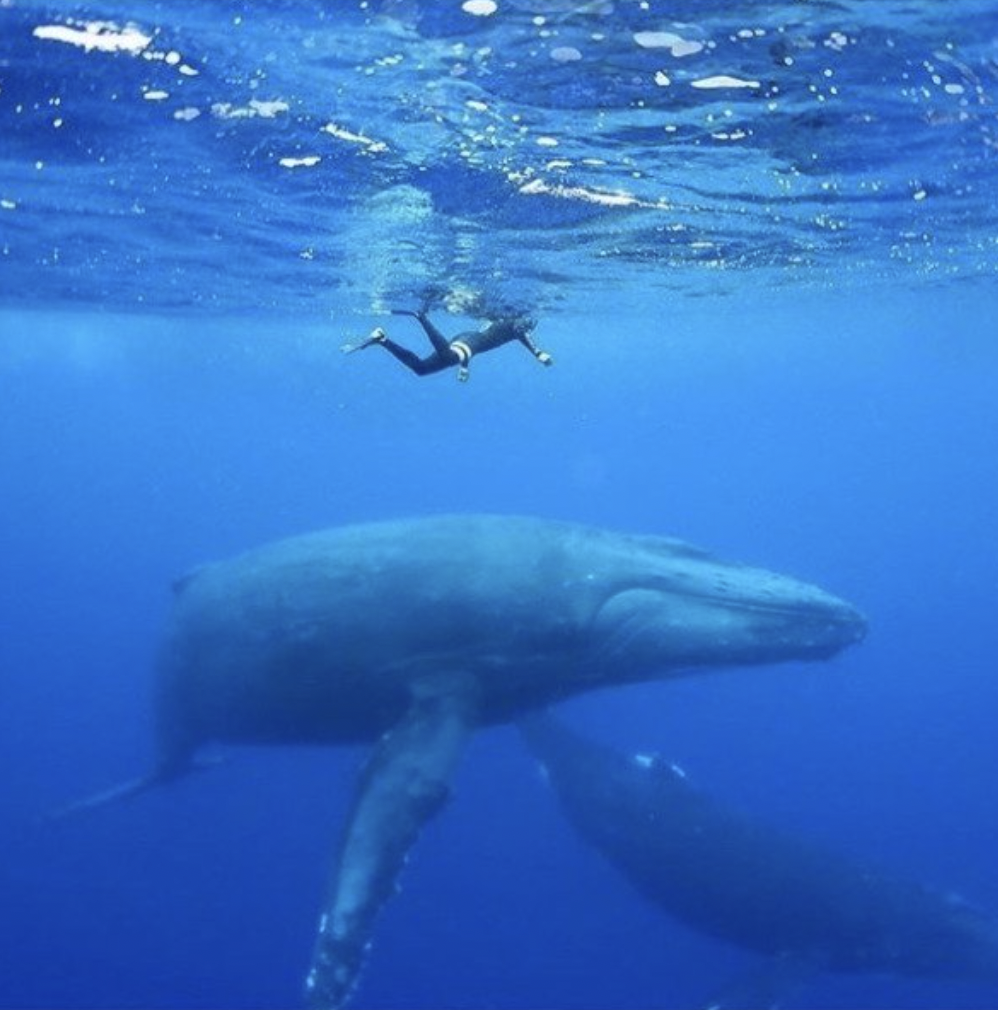 humpback whale