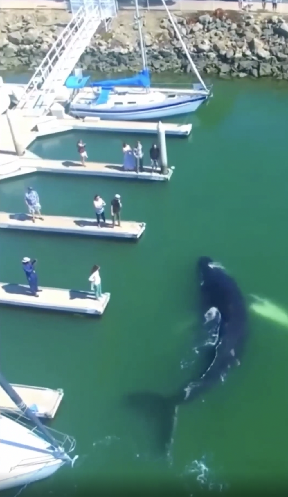 whale stuck in ventura harbor