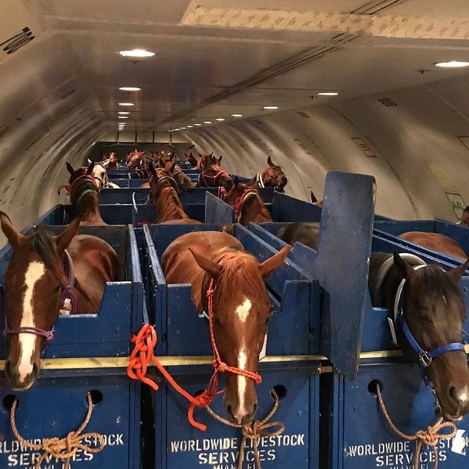 horses transported overseas - Rldwidestock Services Worldwide Livestock Services Mian El Worldwide St Services