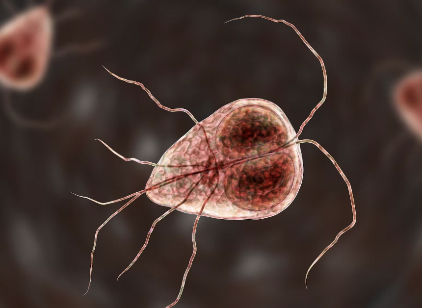 giardia lamblia