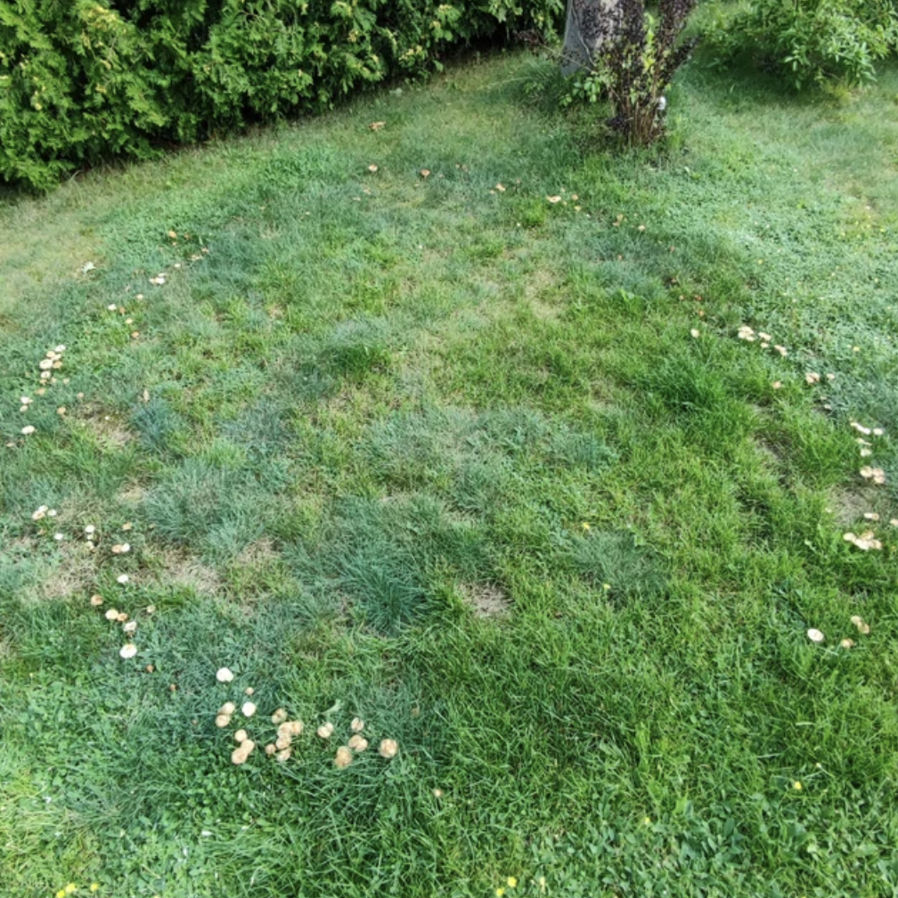 “Circle of mushrooms in my garden.”