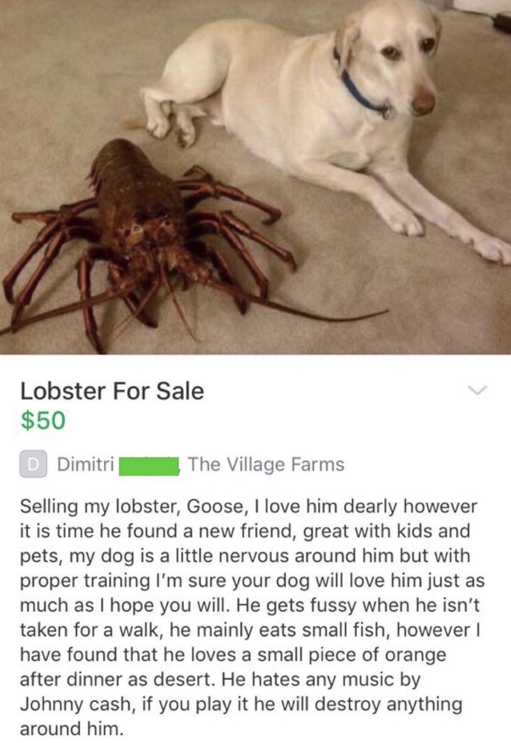 selling my lobster goose - Lobster For Sale $50 D Dimitri The Village Farms Selling my lobster, Goose, I love him dearly however it is time he found a new friend, great with kids and pets, my dog is a little nervous around him but with proper training I'm