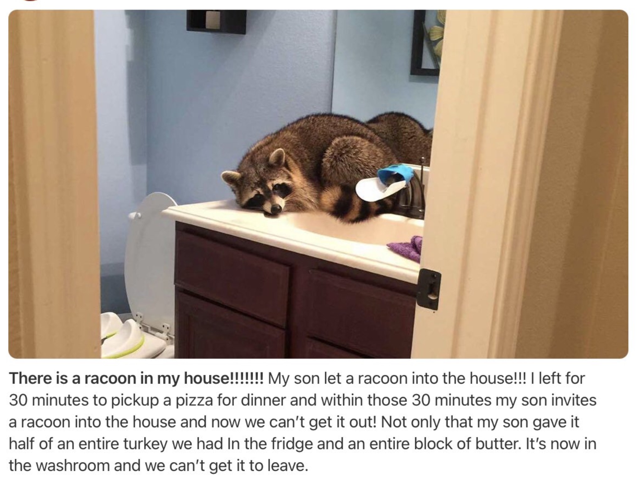 there's a raccoon in my house - There is a racoon in my house!!!!!!! My son let a racoon into the house!!! I left for 30 minutes to pickup a pizza for dinner and within those 30 minutes my son invites a racoon into the house and now we can't get it out! N