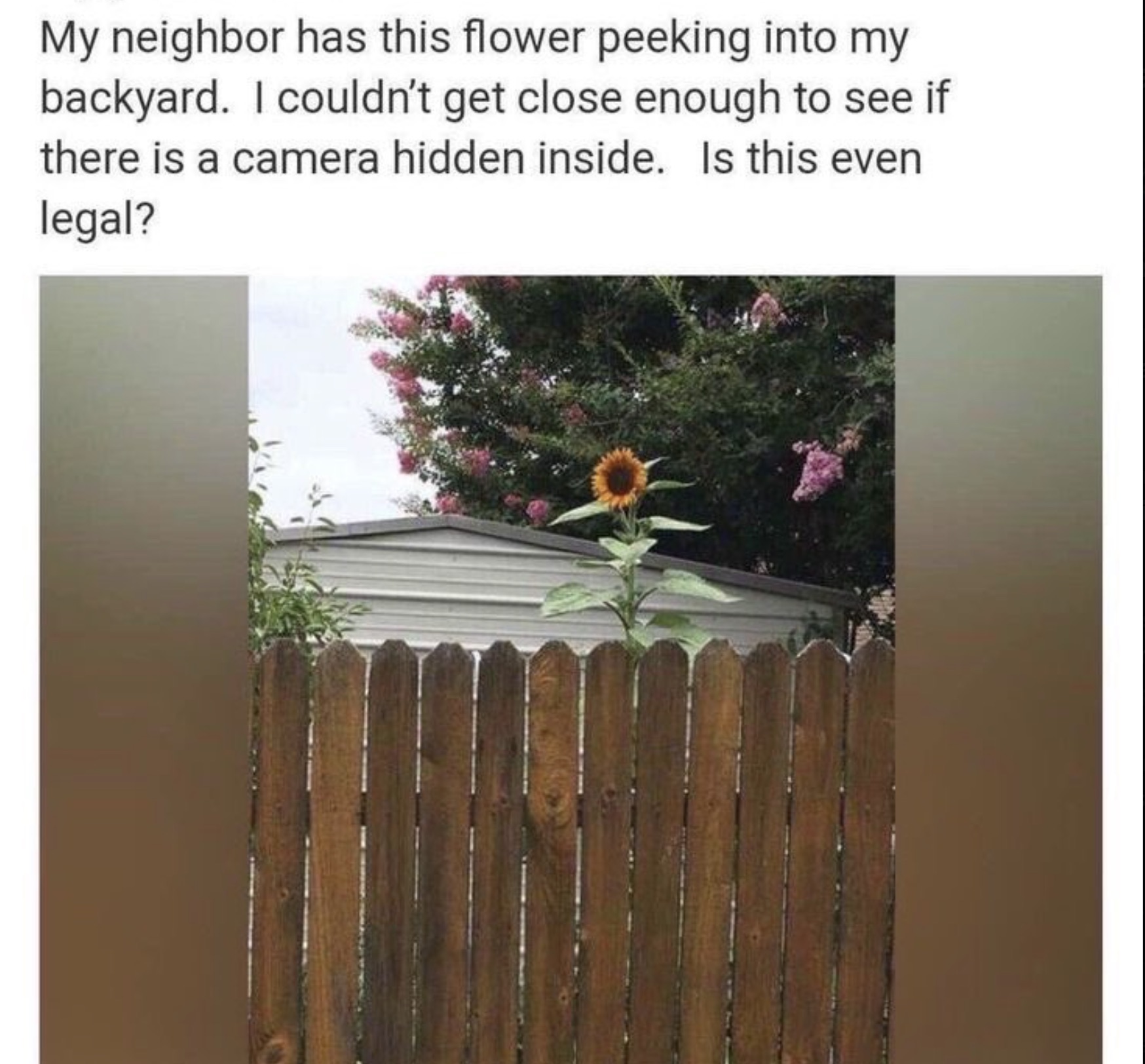 spy flowers - My neighbor has this flower peeking into my backyard. I couldn't get close enough to see if there is a camera hidden inside. Is this even legal?