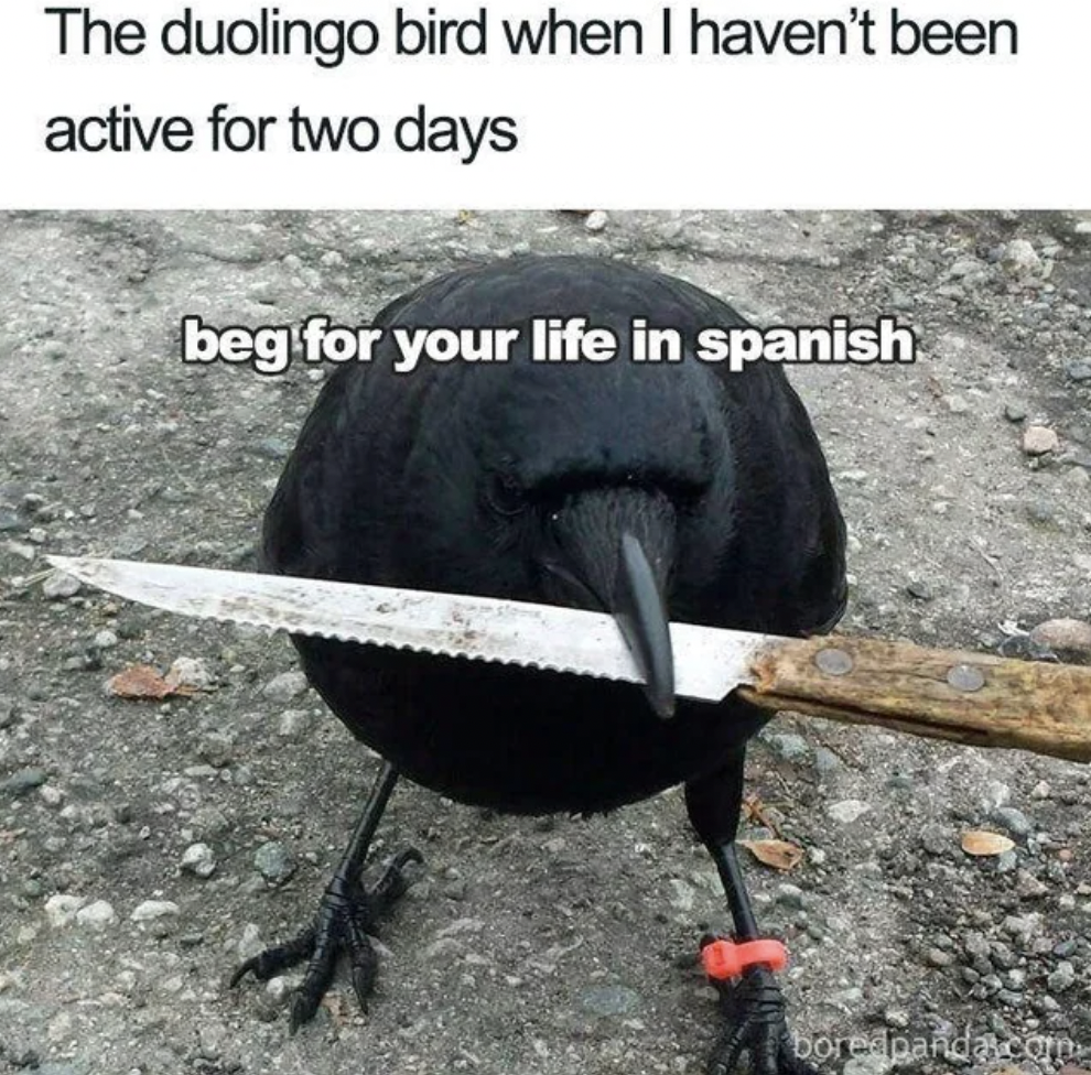 crow with knife coin - The duolingo bird when I haven't been active for two days beg for your life in spanish boredpanda.com