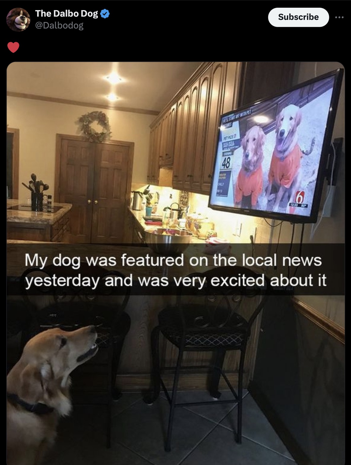 companion dog - The Dalbo Dog Detestat Off With Pet Pet Pics 1000 48 Subscribe 1233 60 My dog was featured on the local news yesterday and was very excited about it