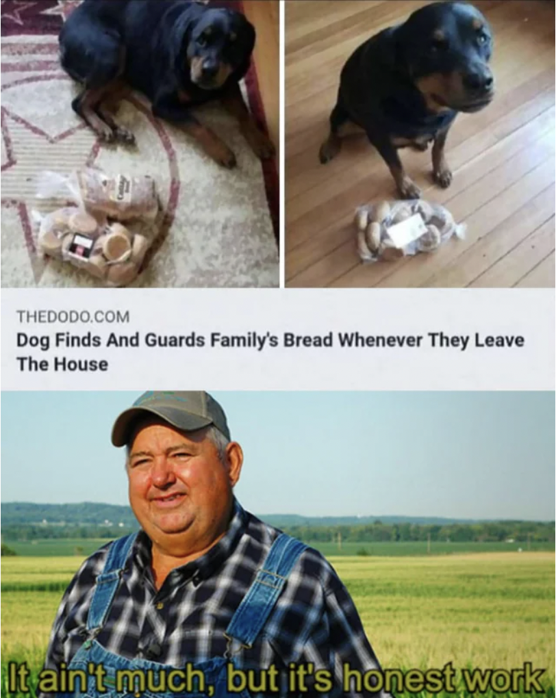 funny wholesome memes - Thedodo.Com Dog Finds And Guards Family's Bread Whenever They Leave The House It ain't much, but it's honest work