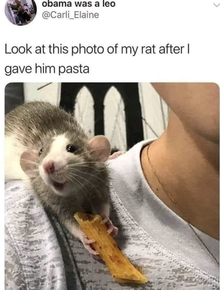 rat memes - obama was a leo Look at this photo of my rat after I gave him pasta