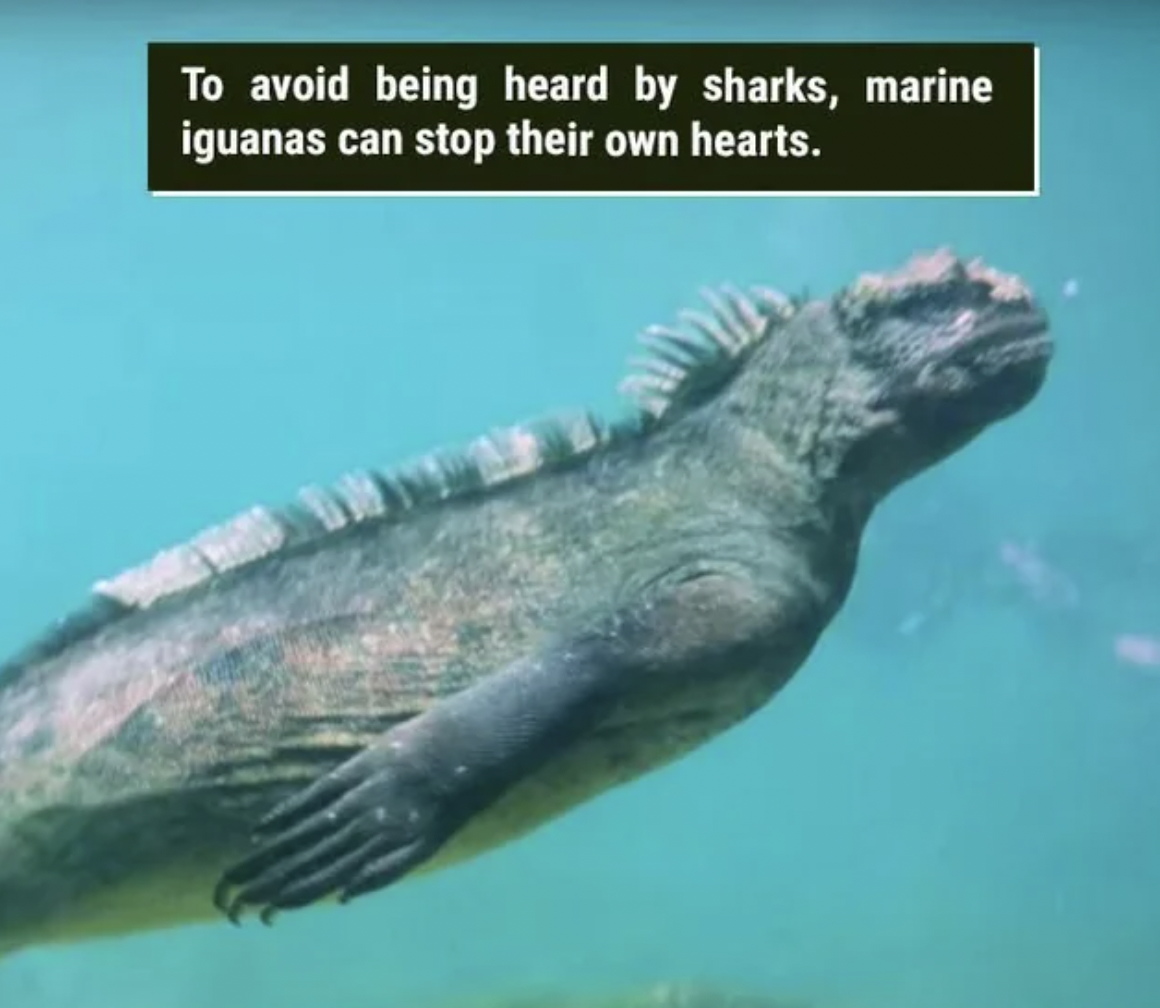 godzilla lizard - To avoid being heard by sharks, marine iguanas can stop their own hearts.