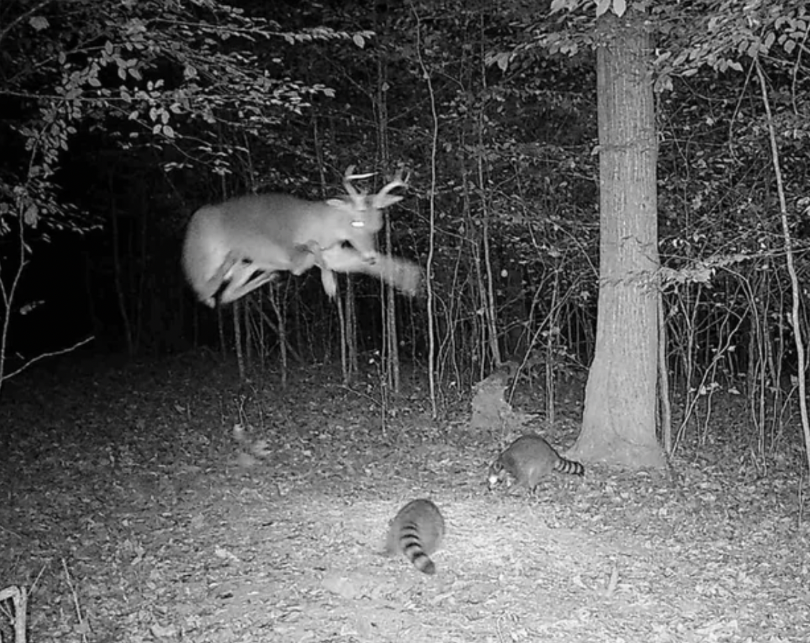 funny trail cam