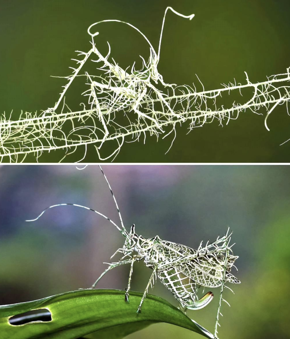 lichen katydid