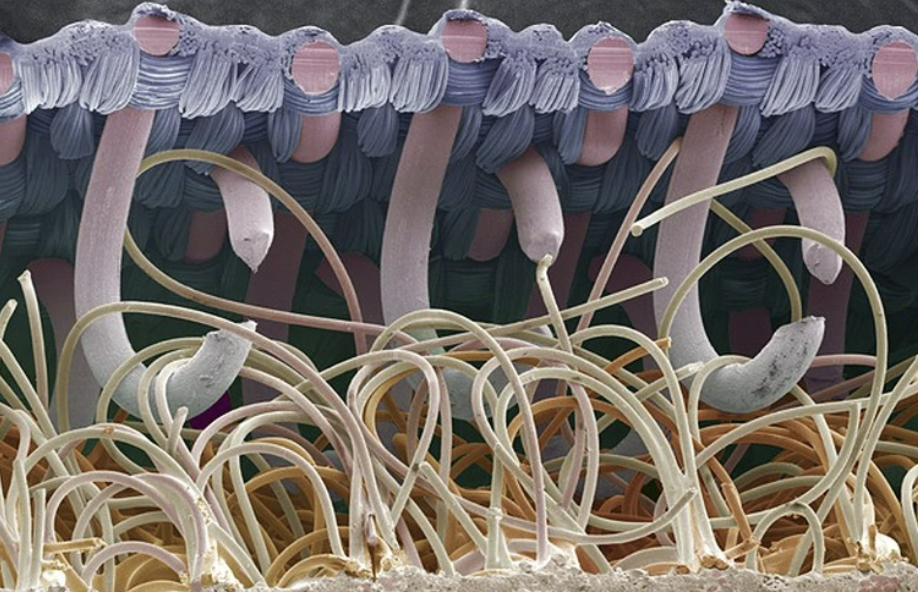 everyday things under microscope