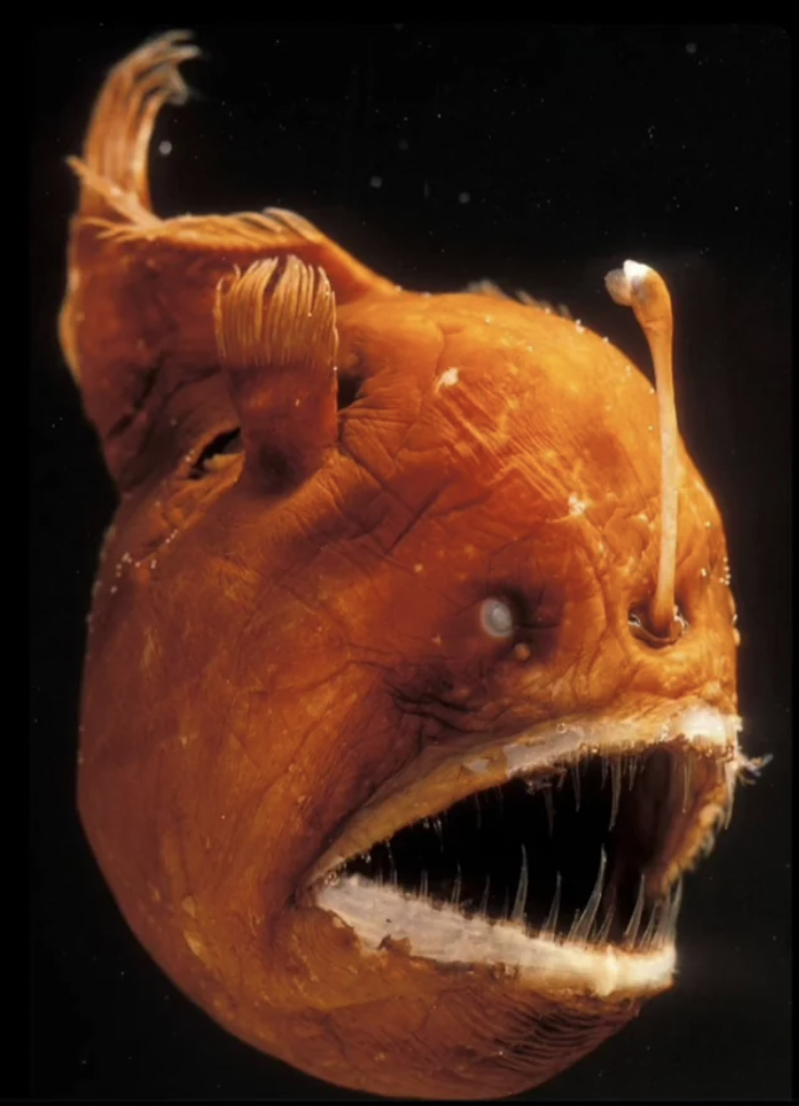 anglerfish male