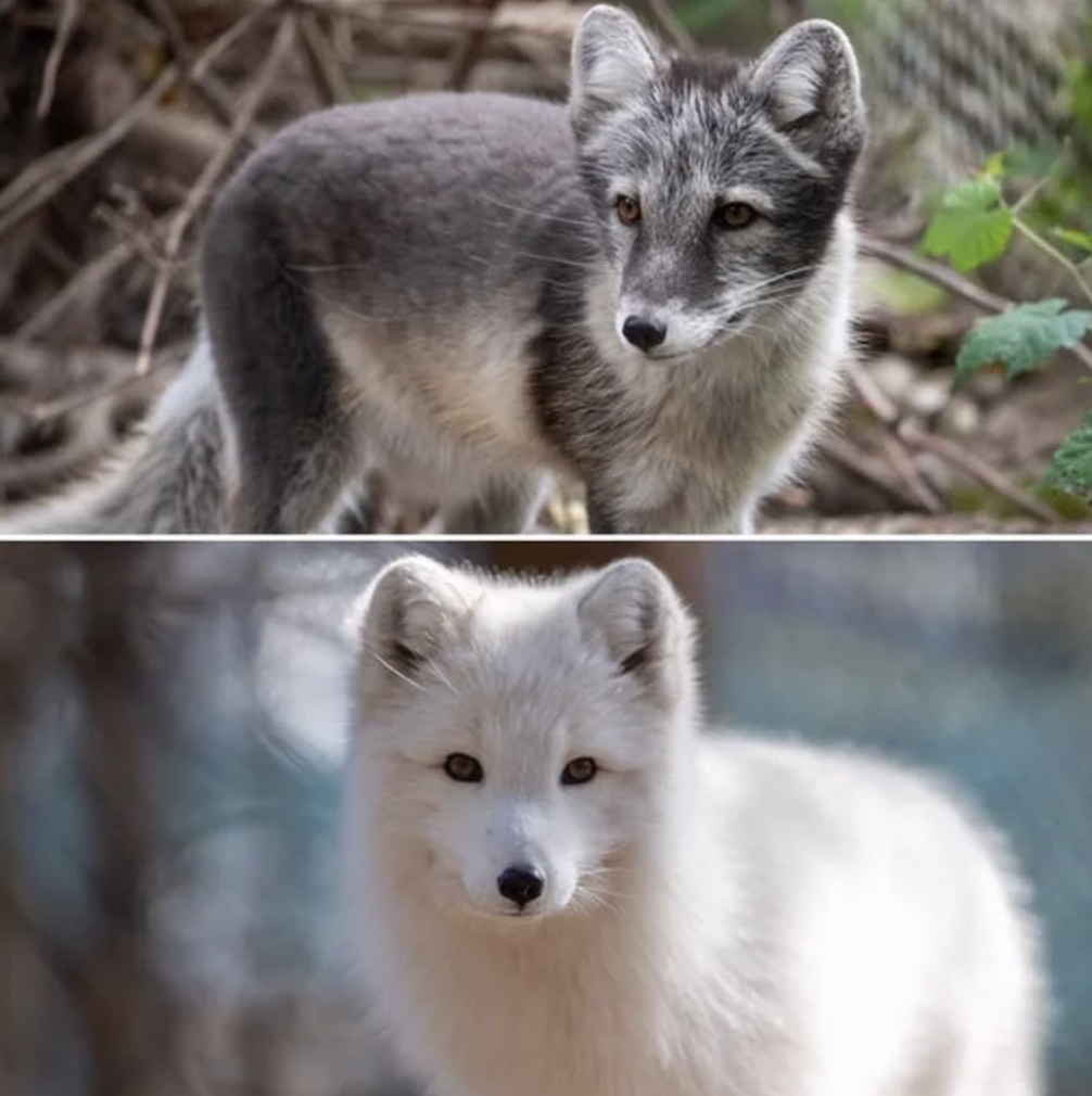 arctic fox in winter and summer