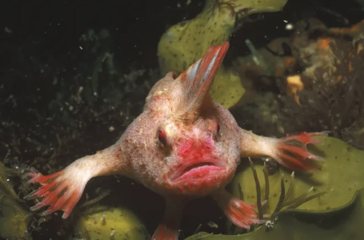 red handfish