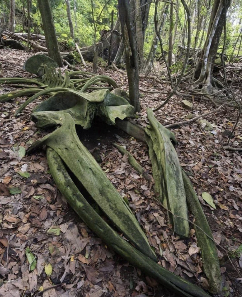 A whale skeleton in the middle of a rainforest in Osa Peninsula, Costa Rica.