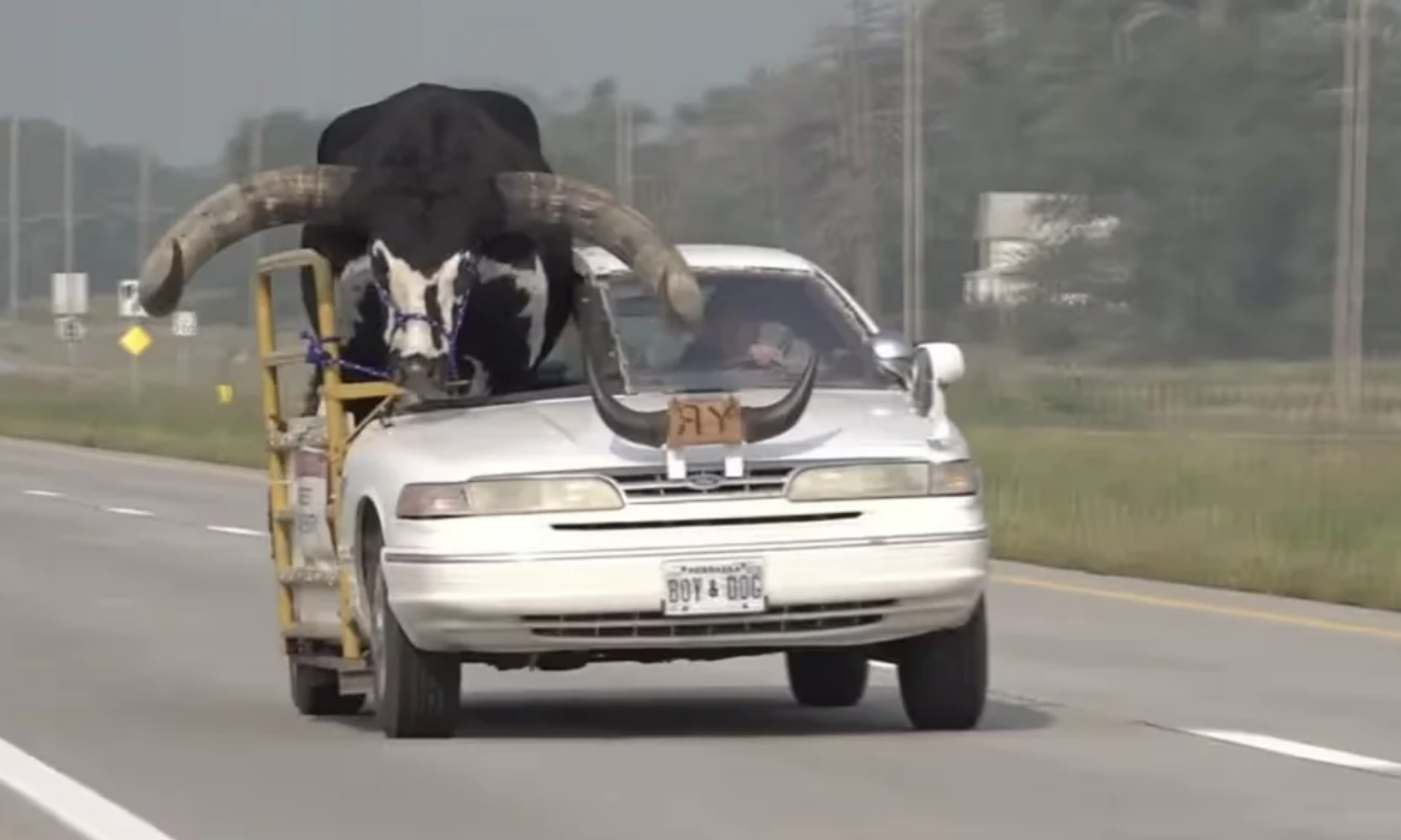 A man in Nebraska was pulled over for letting his bull ride shotgun in his car.