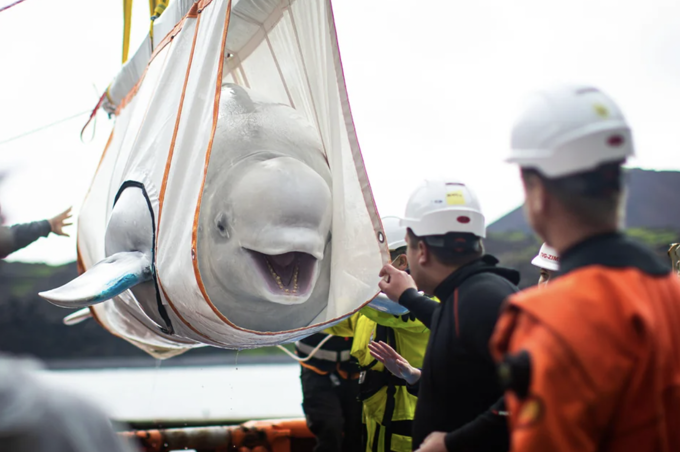 Beluga who spent years in an aquarium moving to an ocean sanctuary at Klettsvik Bay in Iceland.