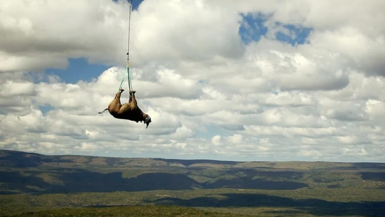 Helicopter transporting black rhino in Namibia.