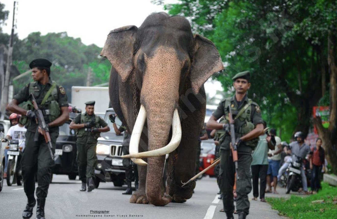 Longest tusked Elephant in the world gets a full security detail while on the move. 