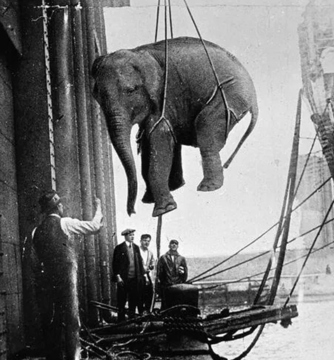 Poor circus elephant being lifted in the 1930s.