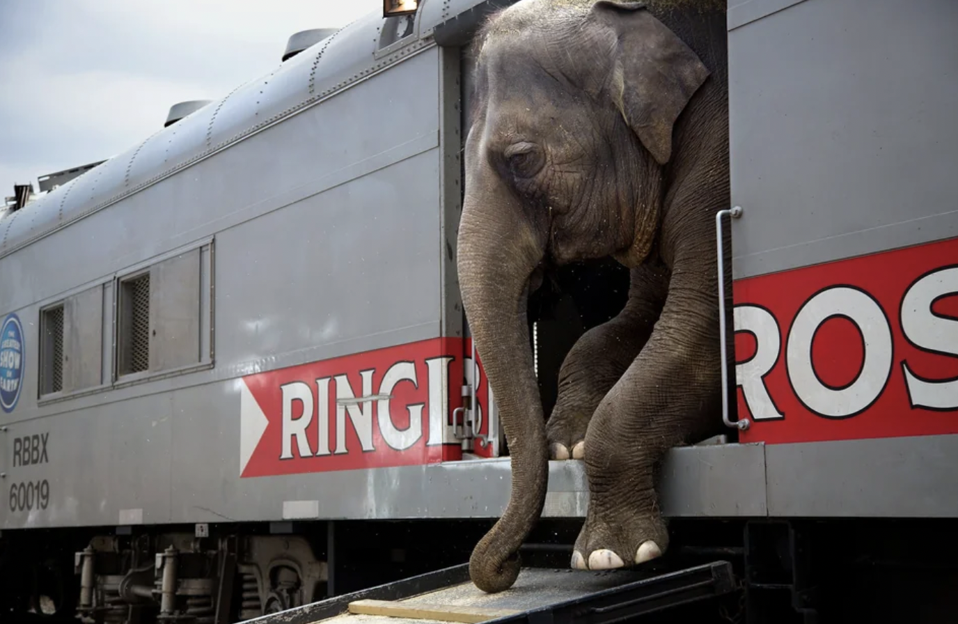 Ringling Bros elephant gets off his train. 