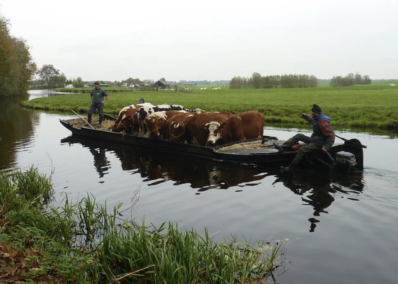 Transporting cows down a river in the Netherlands.